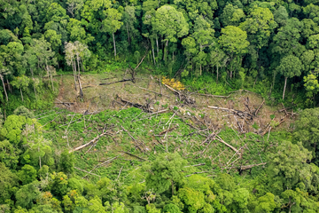 Forestry - illegal logging deforestation aerial